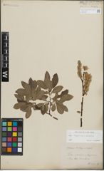 Foto von Salix lapponum L. x Salix silesiaca Willd.